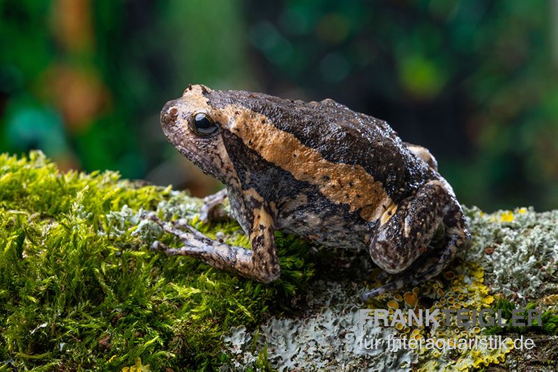 Indischer Ochsenfrosch, Kaloula pulchra