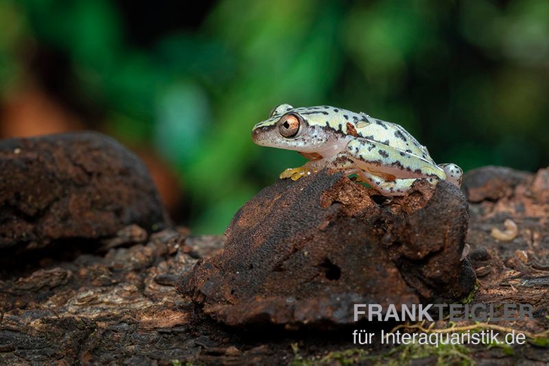 Madagascar-Riedfrosch, Heterixalus madagascariensis