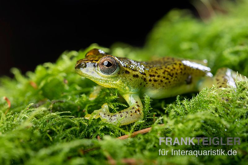 Getupfter Riedfrosch, Hyperolius guttulatus