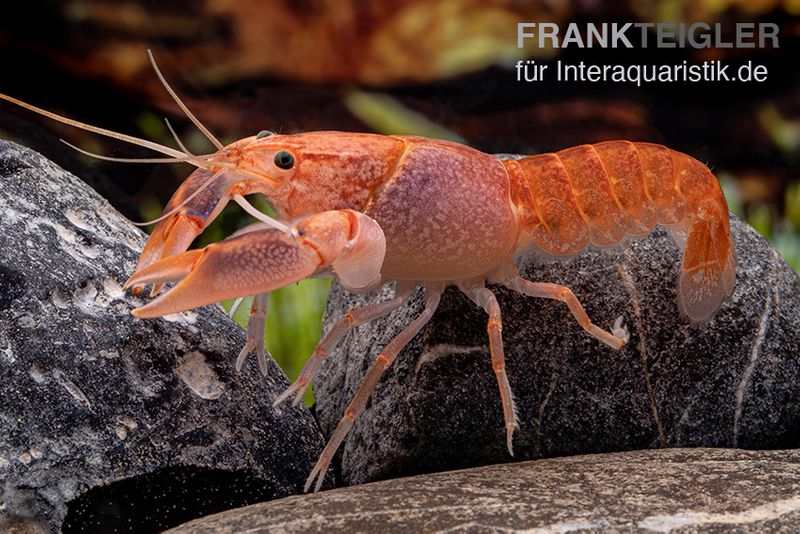 Volcano Yabby , Cherax destructor var. Volcano, Zufällig ausgewählt