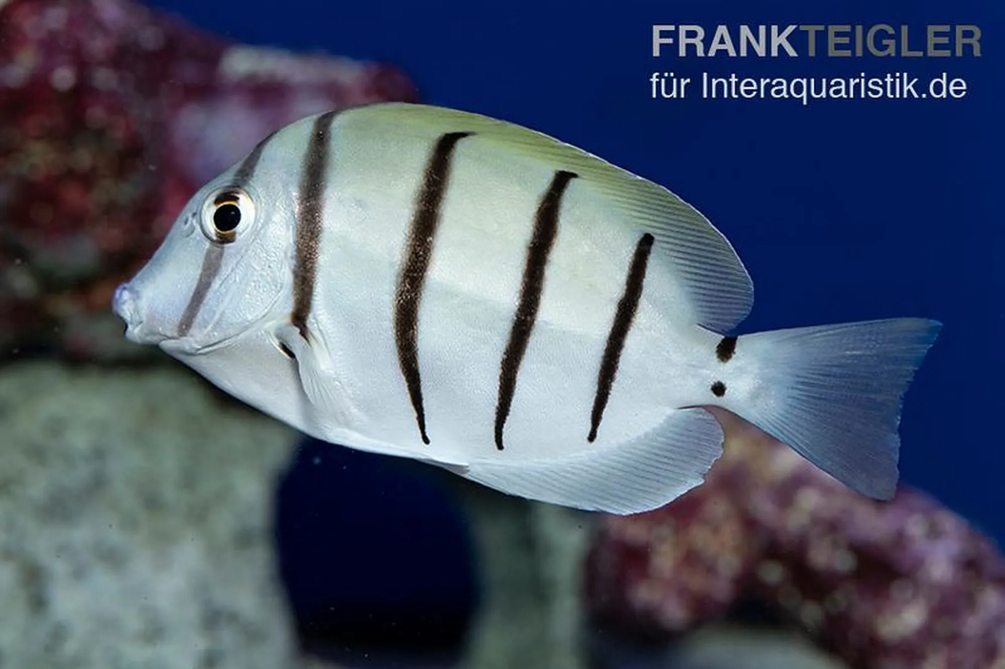Sträflings-Doktorfisch, Acanthurus triostegus