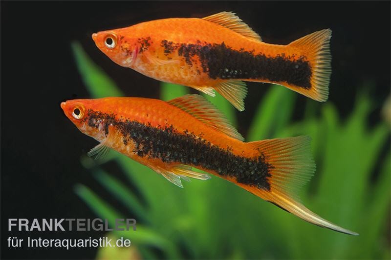 Schwertträger Tuxedo orange, Xiphophorus helleri