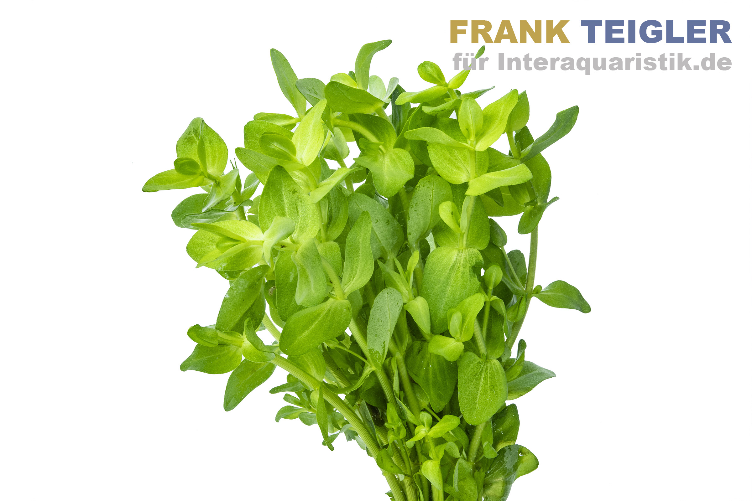 Wolliges Fettblatt, Bacopa lanigera, Bund