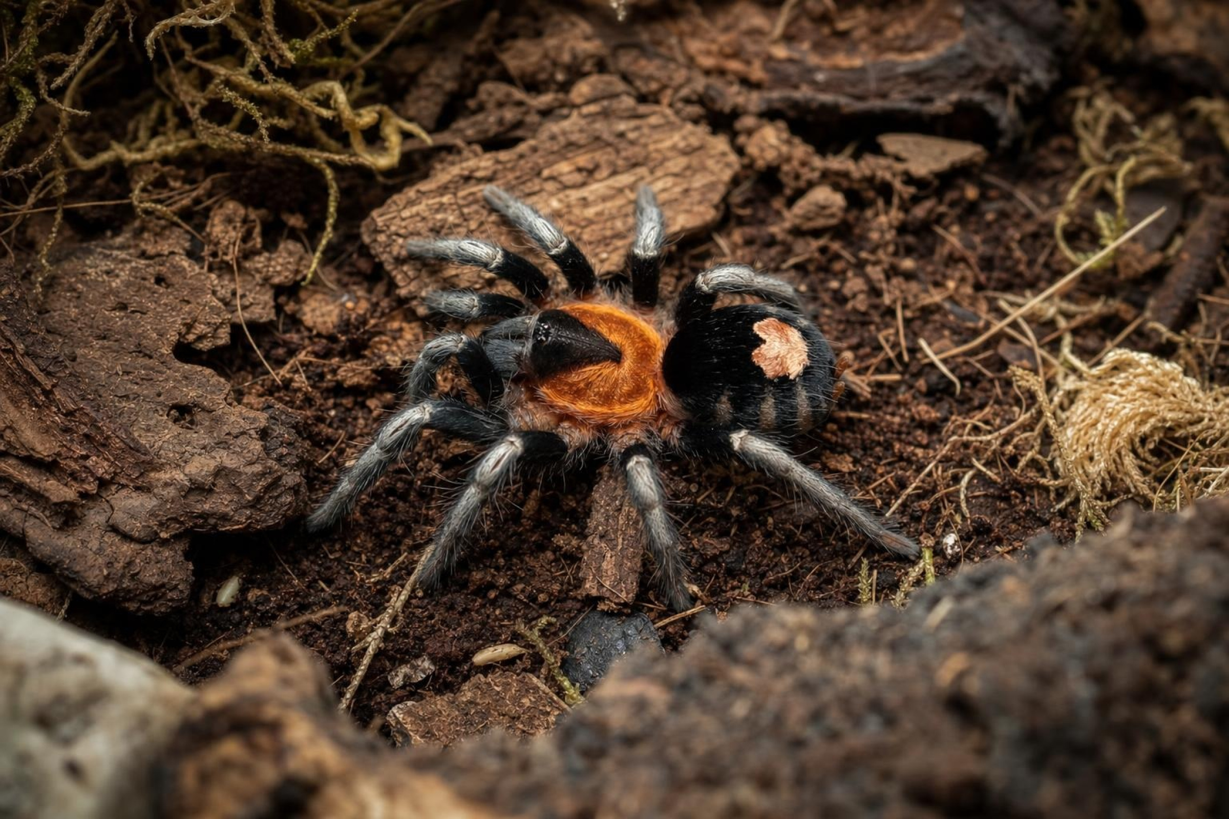 Trinidad-Zwergvogelspinne, Cyriocosmus elegans