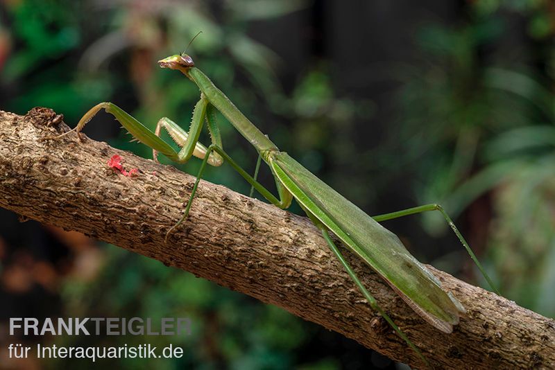 Grüne Fangheuschrecke, Green Mantis, Hierodula patellifera