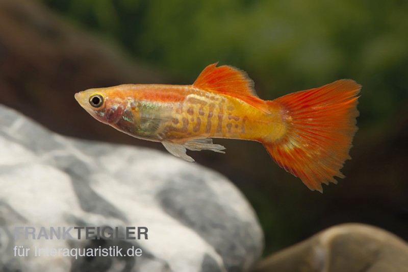 Guppy Cobra blond, Poecilia reticulata, Weibchen