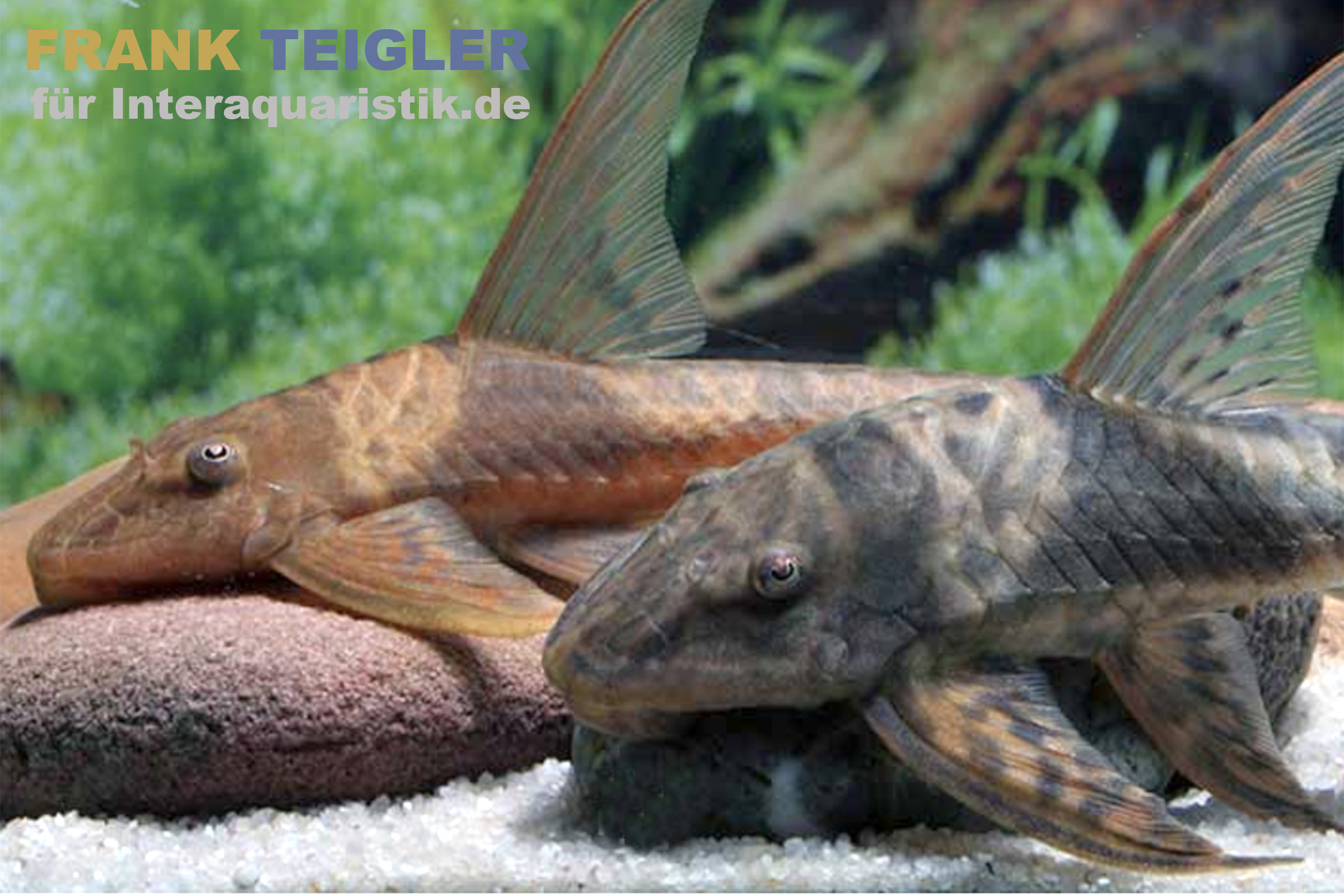 Llanero-Störwels, Lamontichthys llanero (Peitschenwels)