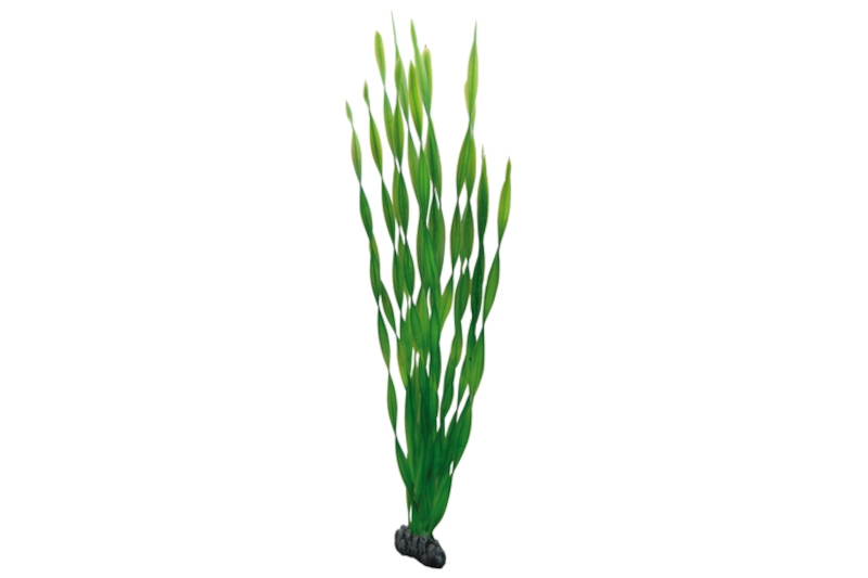 Hobby Vallisneria, 60 cm