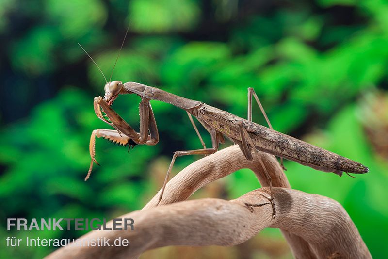 Afrikanische Gottesanbeterin im Mix, Sphodromantis spec.