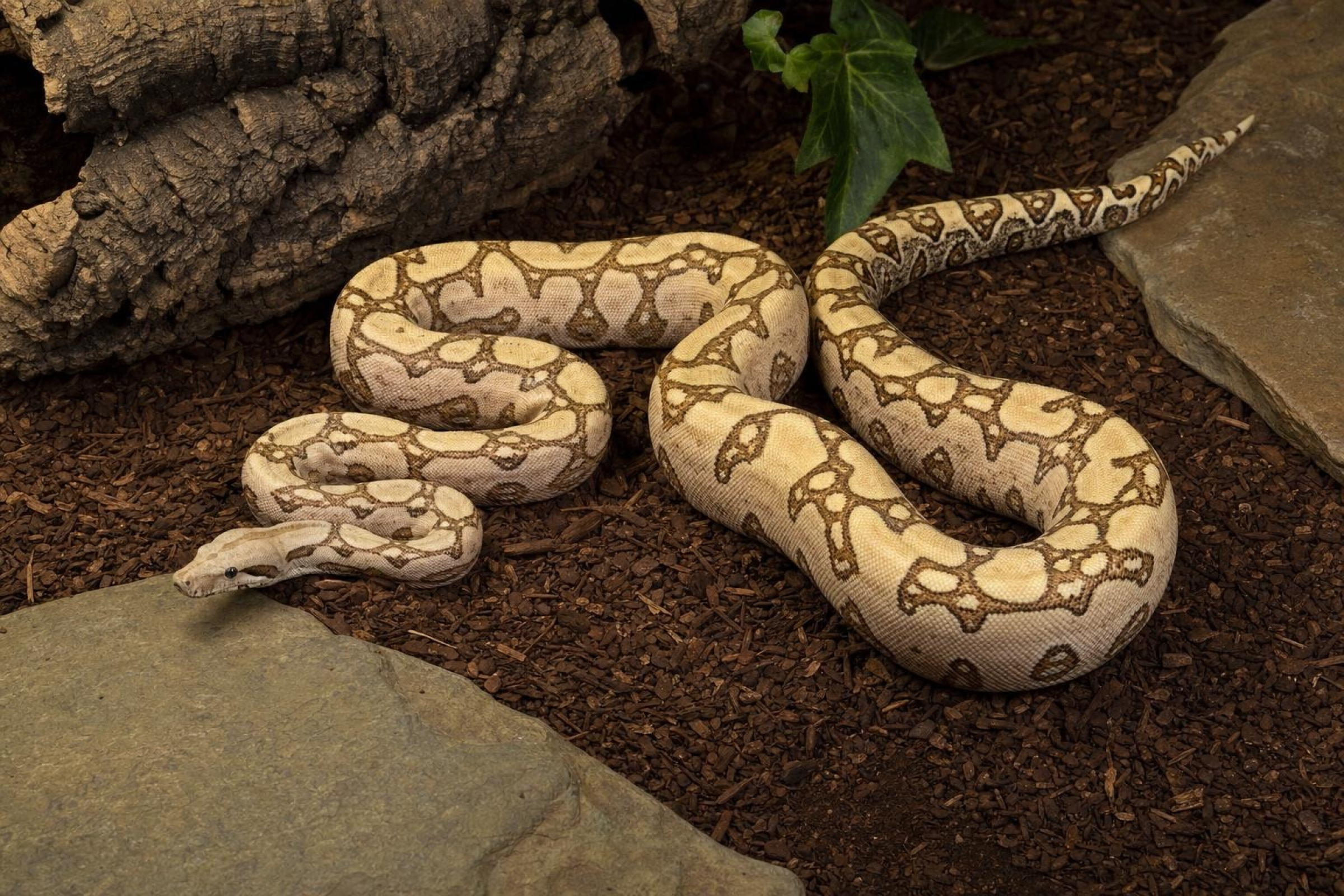 Labyrinth-Abgottschlange, Boa constrictor