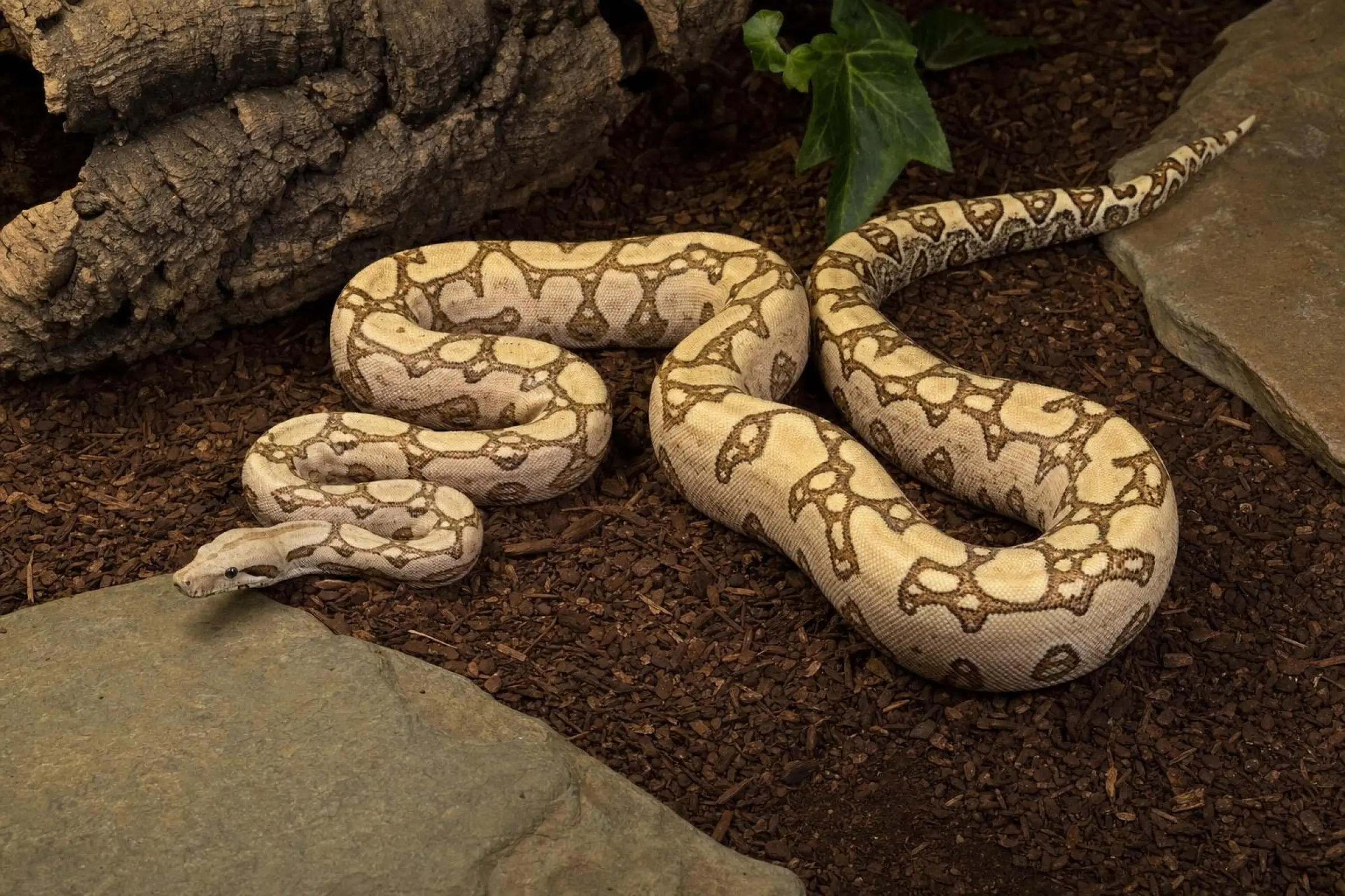 Labyrinth-Abgottschlange, Boa constrictor