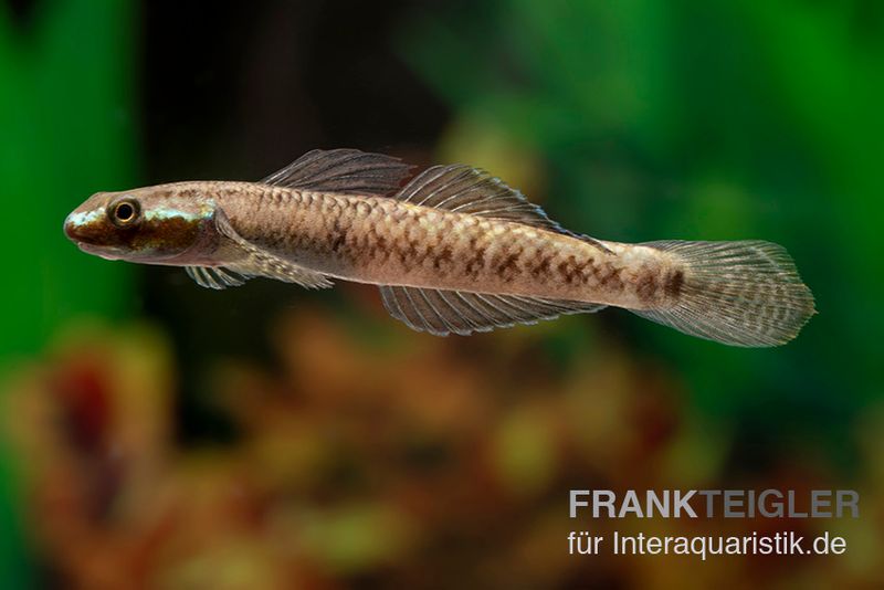 Atratus-Grundel, Stiphodon atratus, 1 Paar