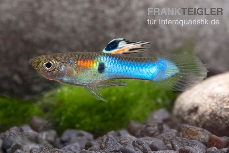 Neon Blue Endler Guppy, Poecilia wingei "Sky blue", Männchen