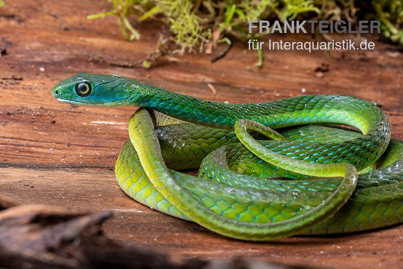 Afrikanische Strauchnatter, Philothamnus semivariegatus