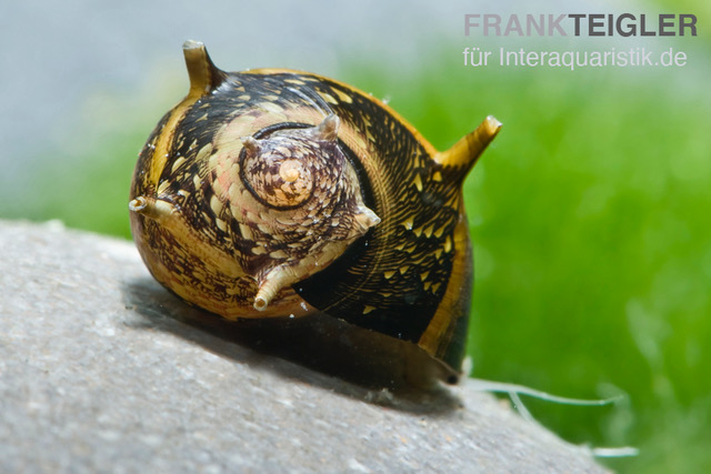 Bunte Geweihschnecke, Clithon sowerbyana