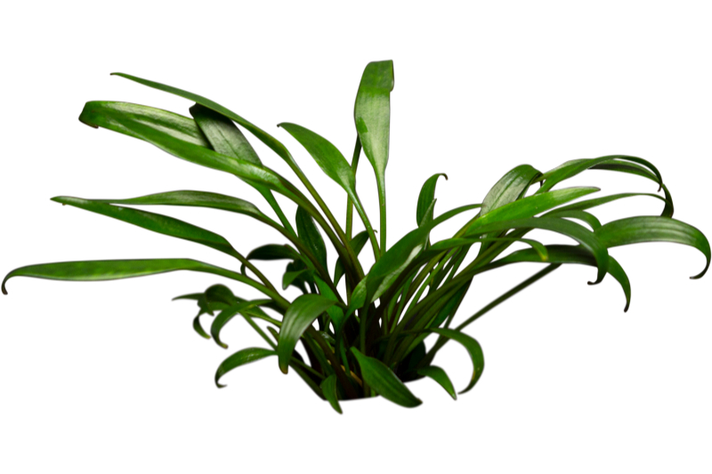 Nevillii-Wasserkelch, Cryptocoryne x willisii "Nevillii", im Topf