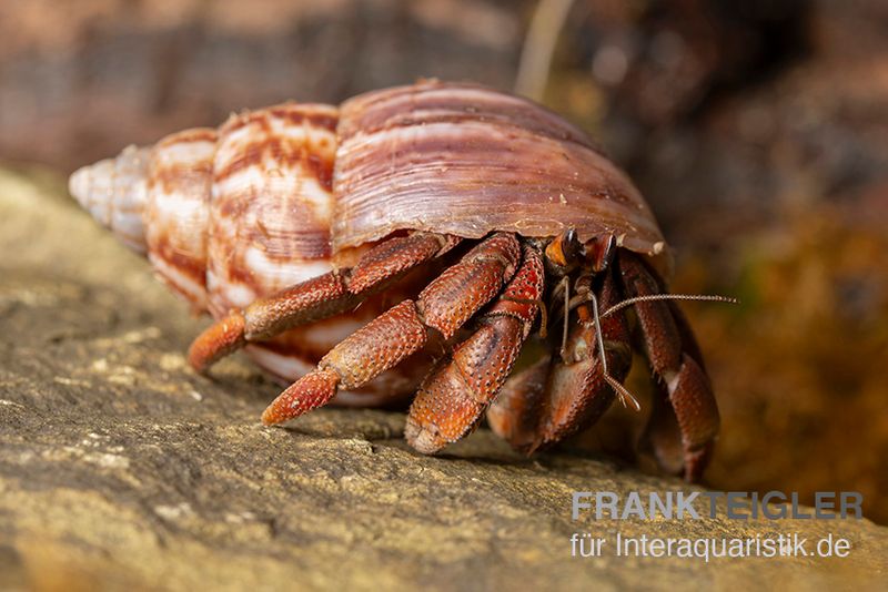 Australischer Landeinsiedlerkrebs, Coenobita variabilis