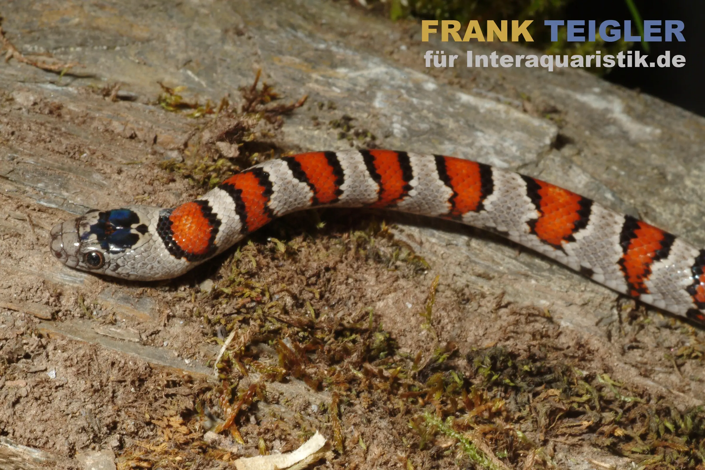 Mexikanische Königsnatter, Lampropeltis mexicana