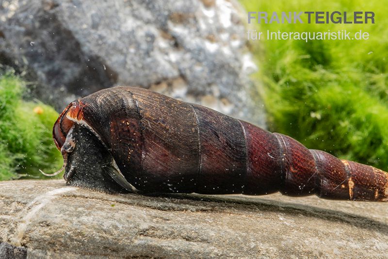 Teufelsdornschnecke, Faunus ater