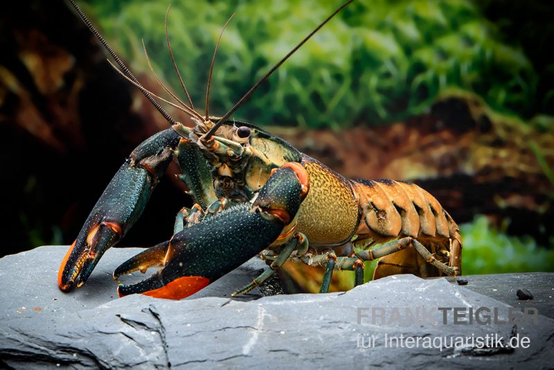 Schwarzer Tigerkrebs, Cherax sp. "Black Tiger", Zufällig ausgewählt