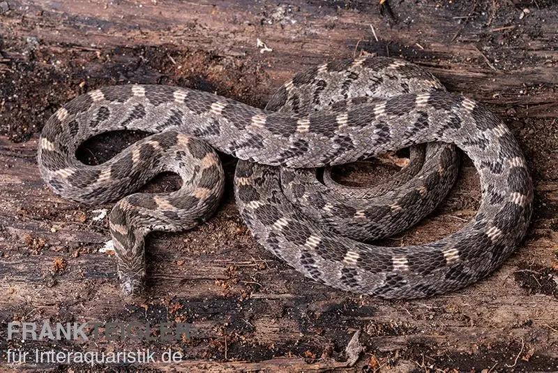 Afrikanische Eierschlange, Dasypeltis scabra
