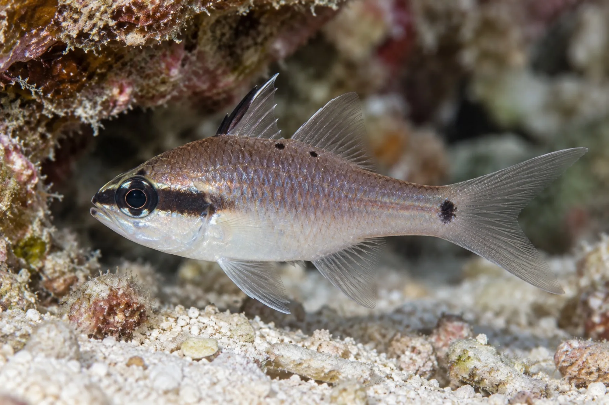 Sangi Kardinalbarsch, Fibramia thermalis