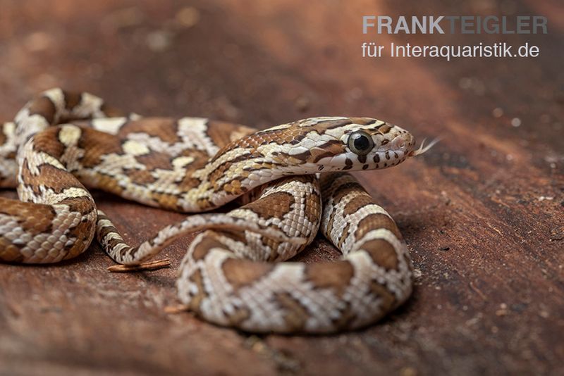 Kornnatter, Pantherophis guttatus CARAMEL