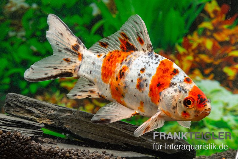 Shubunkin blue, Carassius auratus (Kaltwasser)