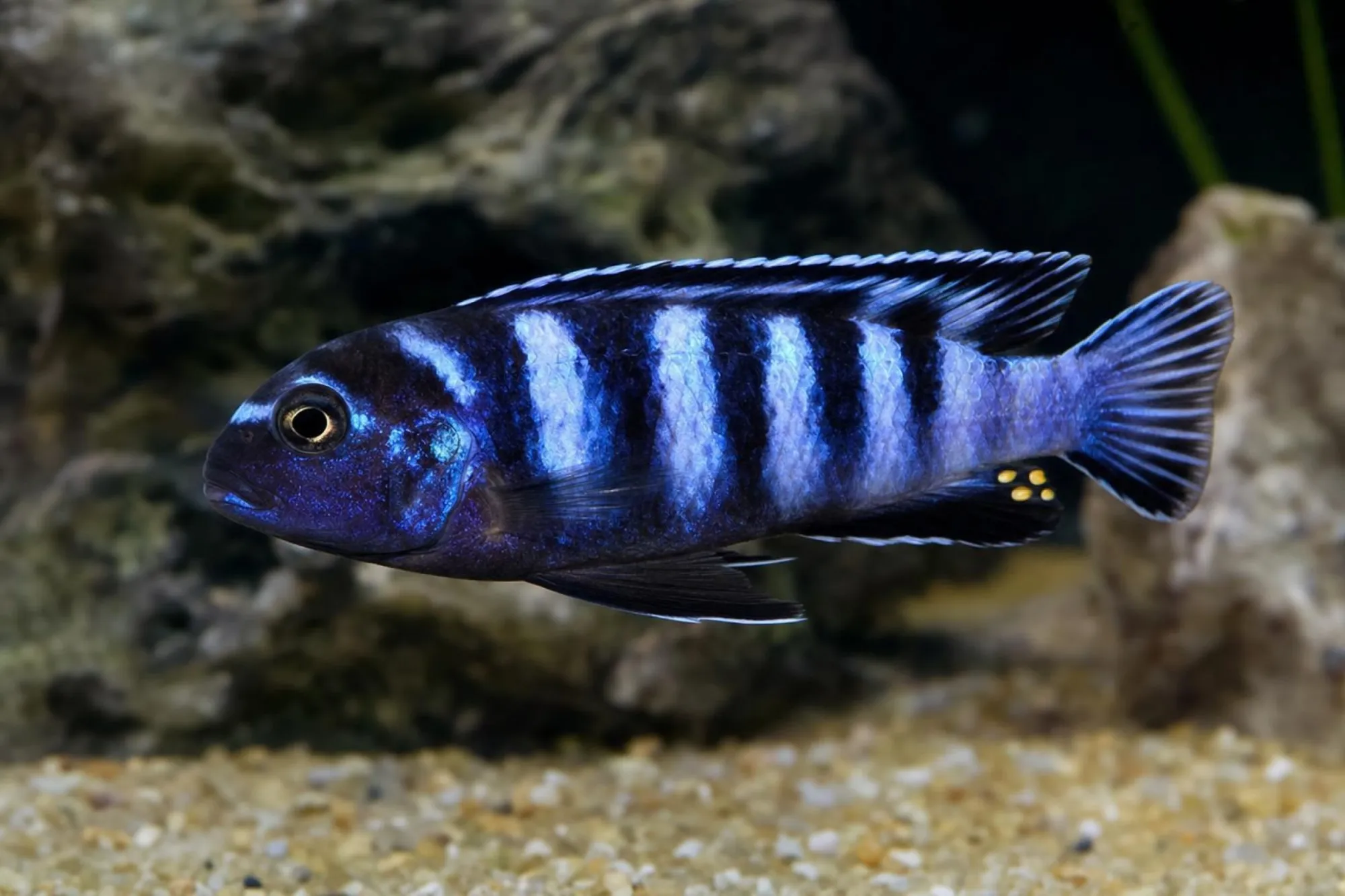Schmalbarsch „Chailosi“, Pseudotropheus elongatus, ca. 4,0-5,0 cm