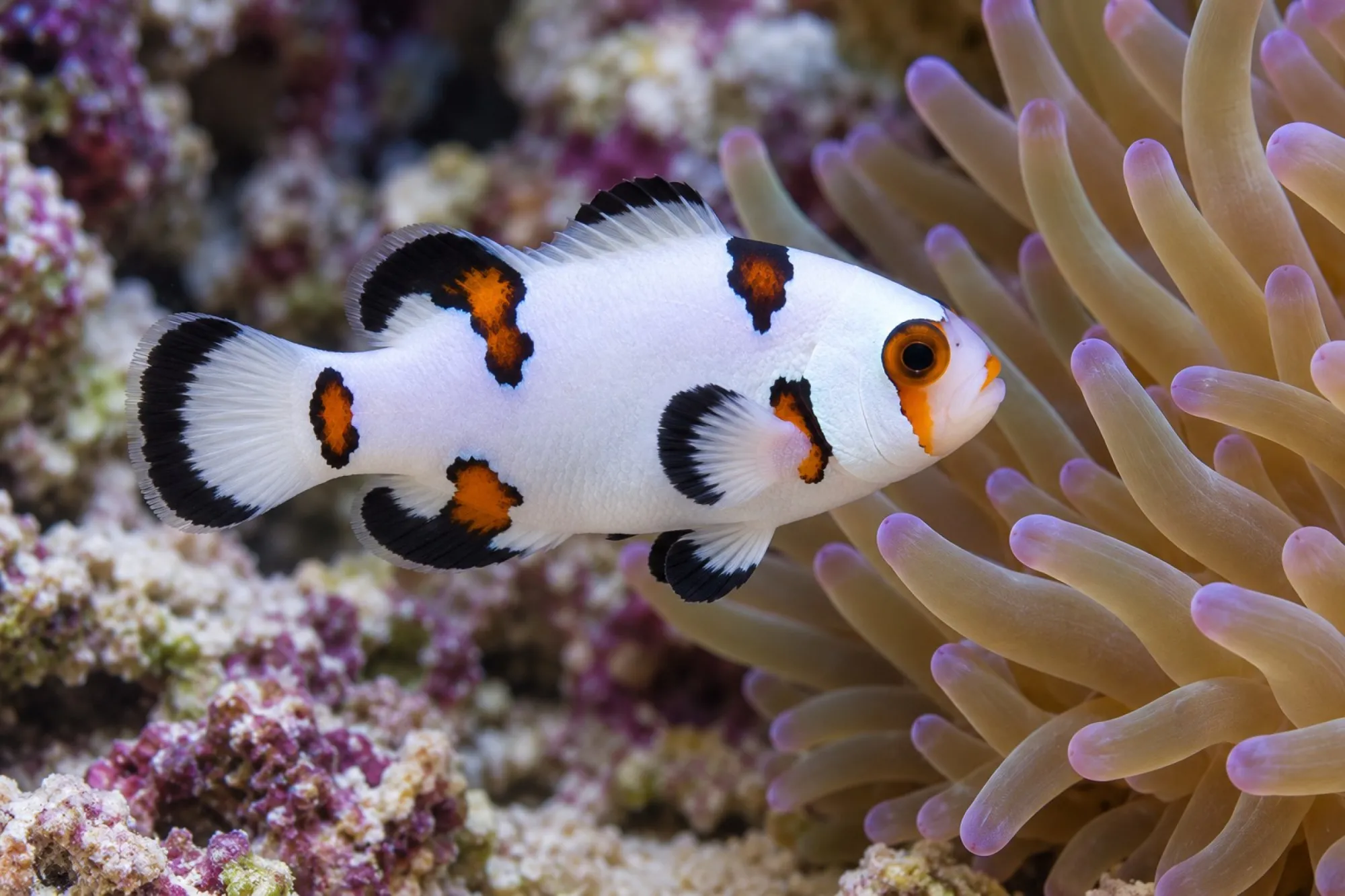 Ocellaris-Clownfisch „Platinum Storm“ Nachzucht, Amphiprion ocellaris