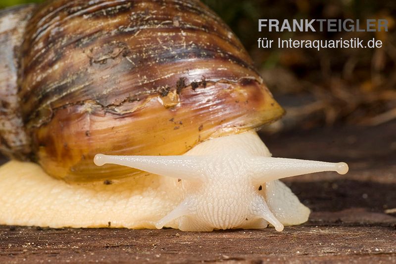  Weisse Achatschnecke, Achatina fulica "White Jade"(Jungtier DNZ)