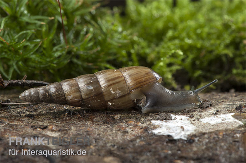 Trompetenschnecke, Subulina sp. Nigeria