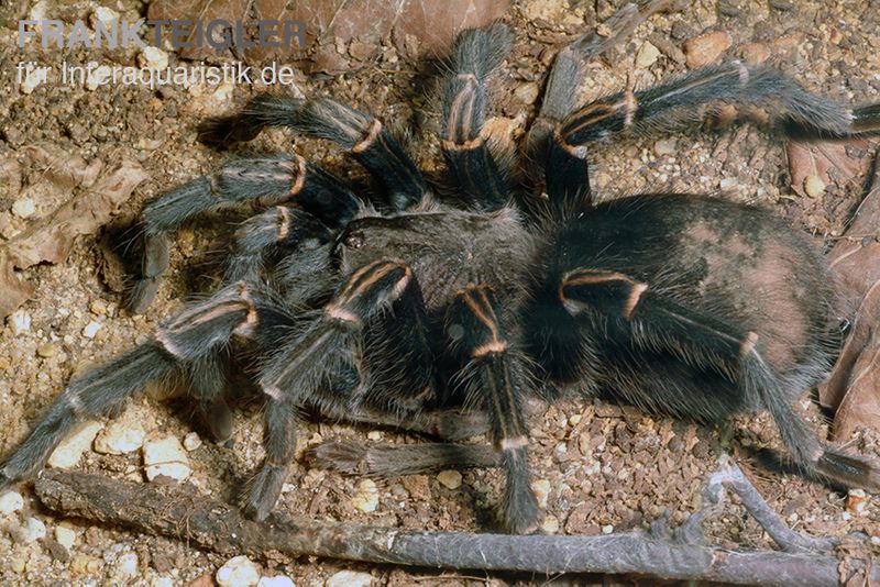 Blaustrahlige Riesenvogelspinne, Pamphobeteus nigricolor