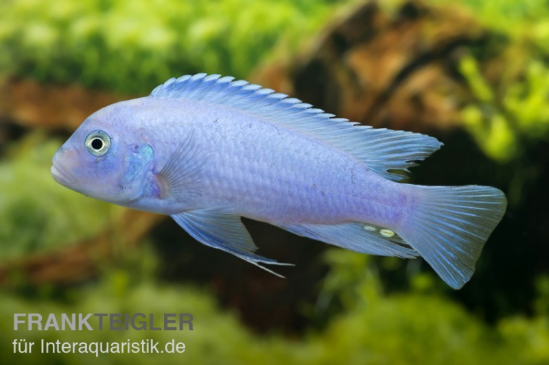 Kobaltblauer Zebrabuntbarsch, Pseudotropheus zebra "Cobalt Blue"