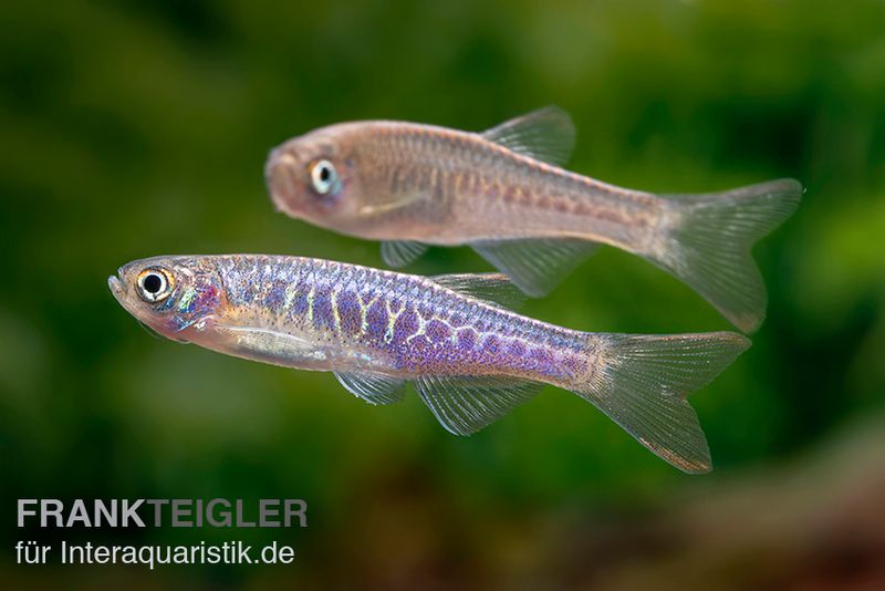 Schlangenhaut-Zwergbärbling, Danio aesculapii