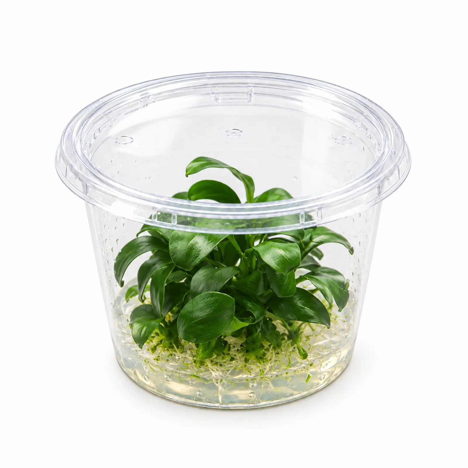 Bonsai-Zwergspeerblatt, Anubias barteri "Petite", In Vitro