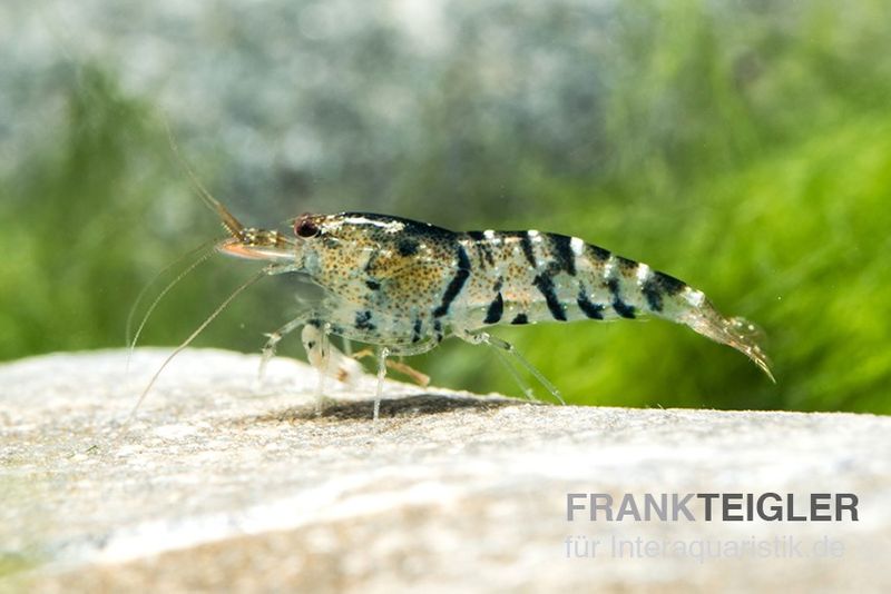 TiBee-Garnele schwarz, Tigerbiene, Caridina spec.