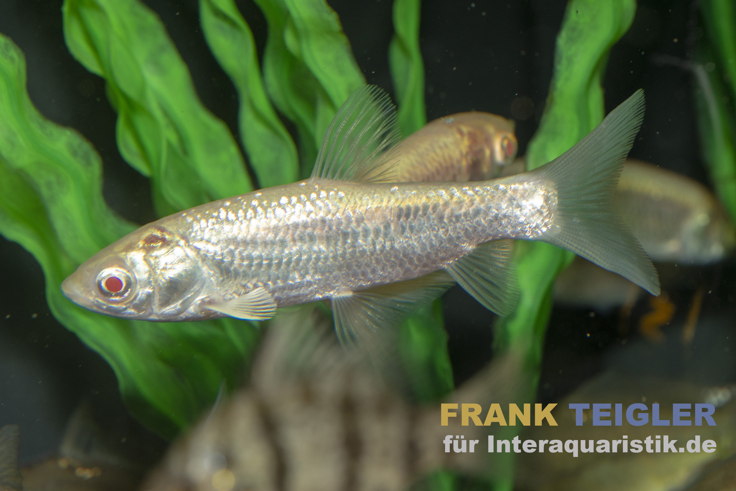 Nahaufnahme Graskarpfen albino (Ctenopharyngodon idella Albino), silbrig-weiße Schuppen und rote Augen, Seitenansicht eines 7–10 cm großen Albino-Graskarpfens vor grünen Wasserpflanzen, geeignet für Kaltwasserteiche – Produktbild