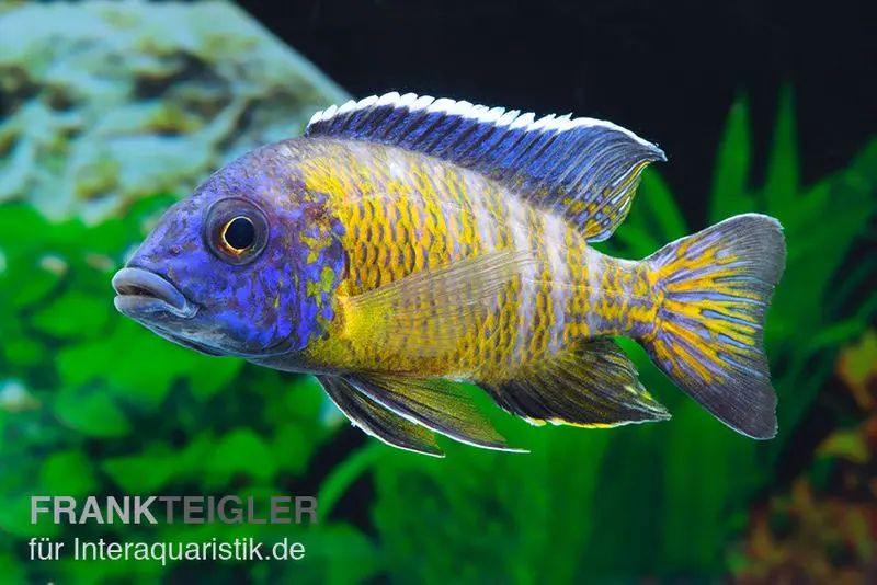 Aulonocara steveni "Hongi", 5-7 cm DNZ