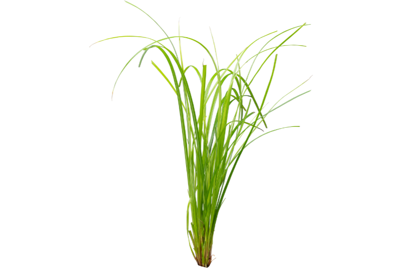 Zyperngras, Cyperus helferi, im Topf