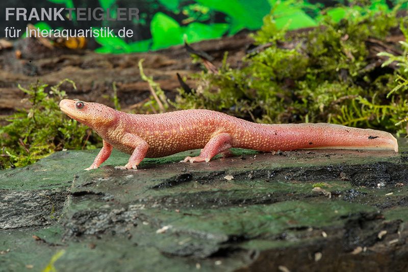 Spanischer Albino-Rippenmolch, Pleurodeles waltl albino