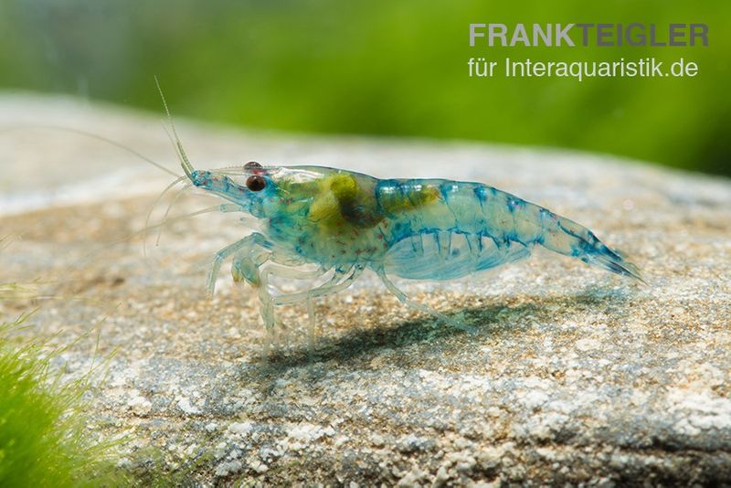 Blue Jelly Garnele, Neocaridina davidi "Blue Jelly"