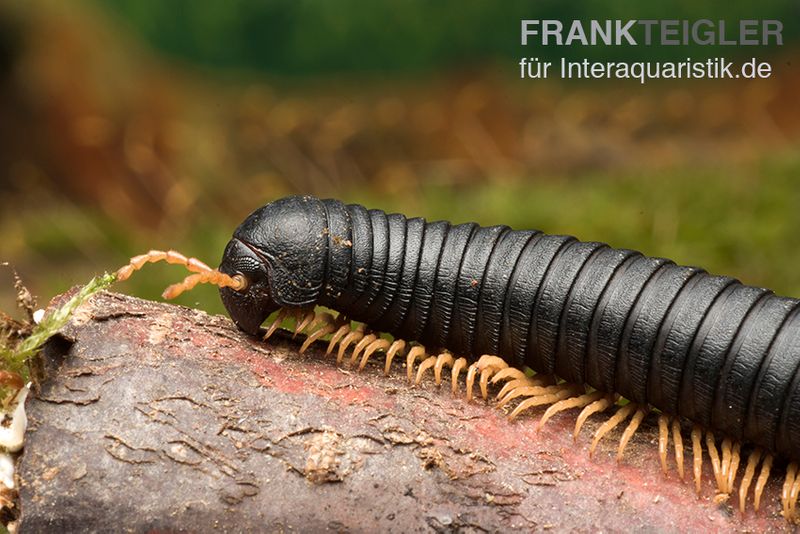 Gelbfüssiger Tausendfüßer, Microtrullius uncinatus