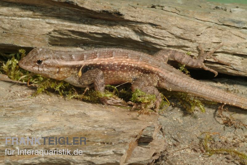 Pinkbauch-Stachelleguan, Sceloporus variabilis, Ohne Geschlechtsauswahl