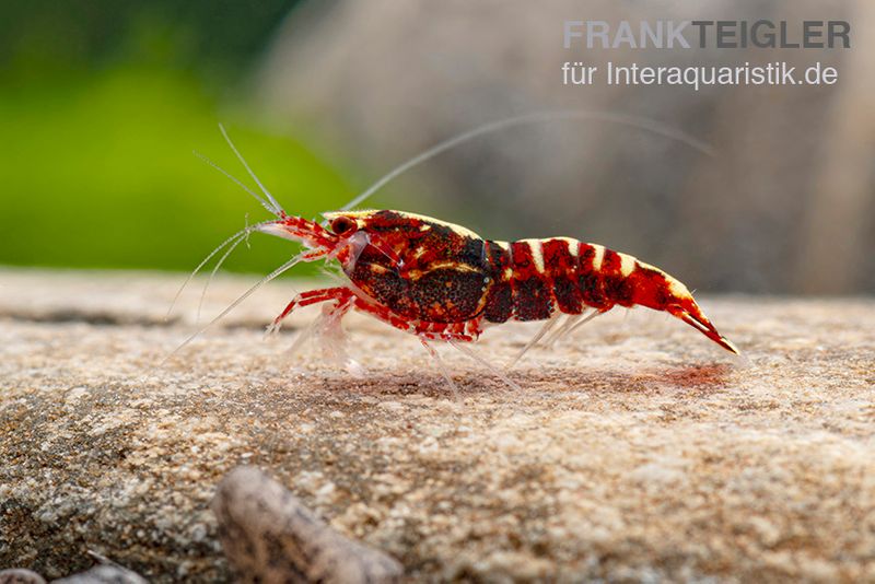 Red Galaxy Garnele Mix, Caridina spec. "Red Galaxy"