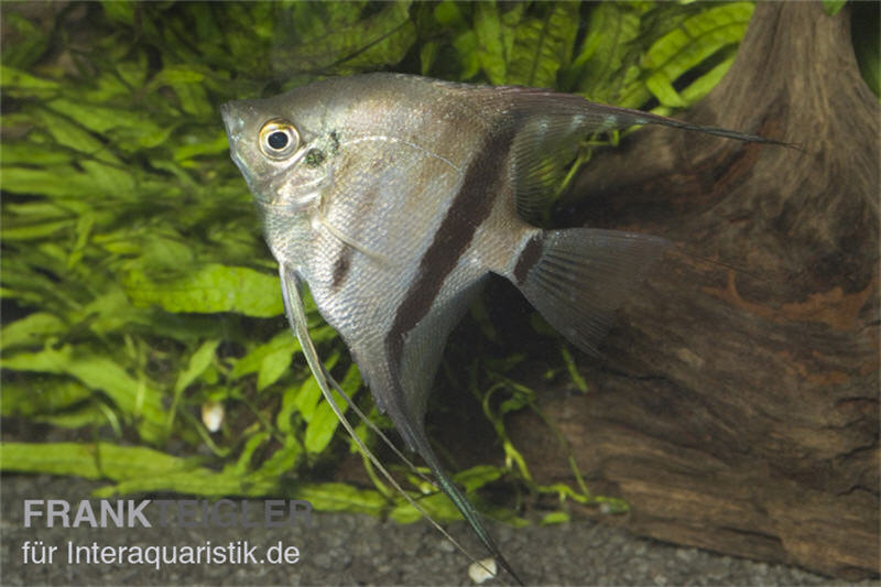 Zweifarbiger Skalar, Pterophyllum scalare Bicolor, 6-8 cm