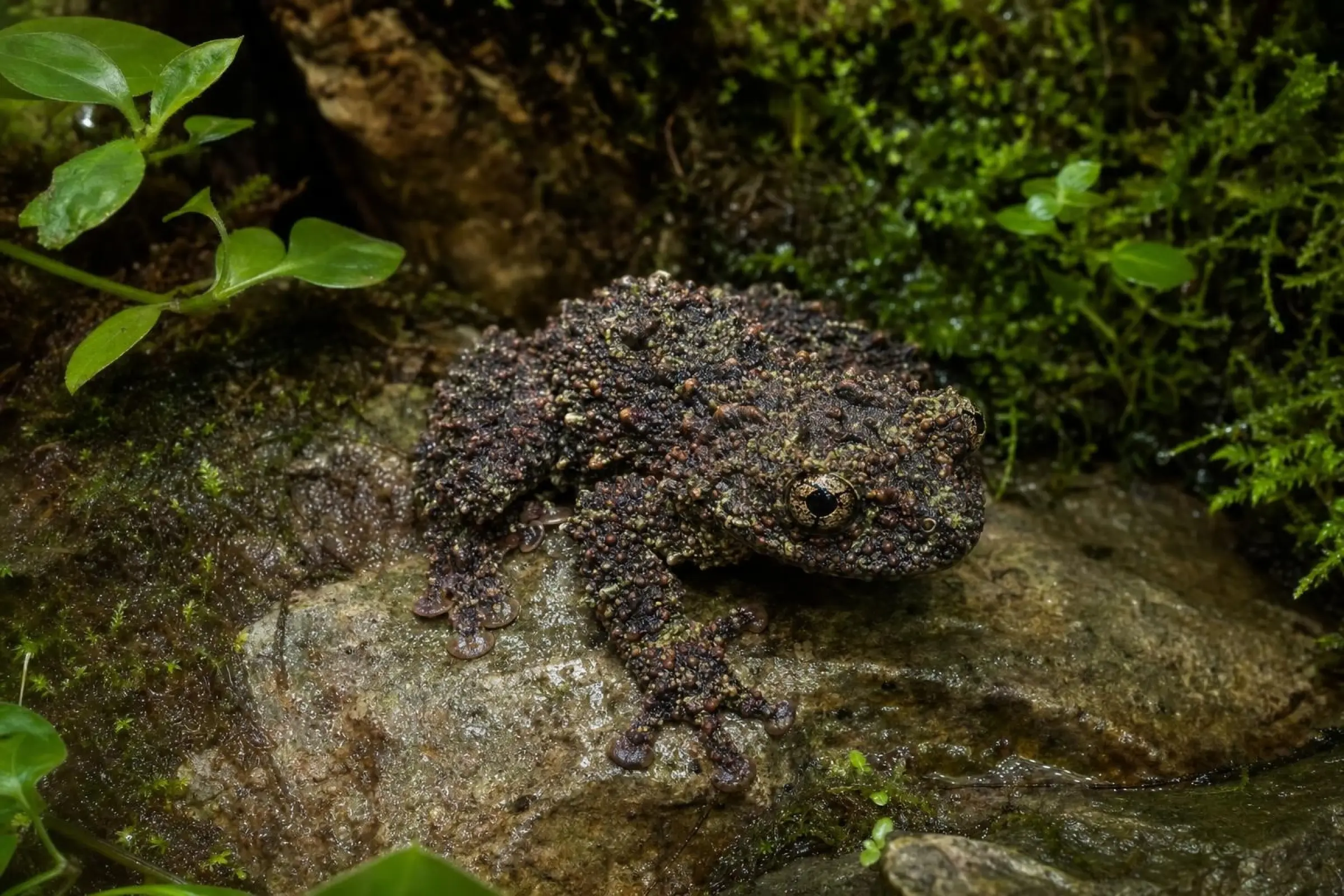 Ryabovs Moosfrosch, Theloderma ryabovi