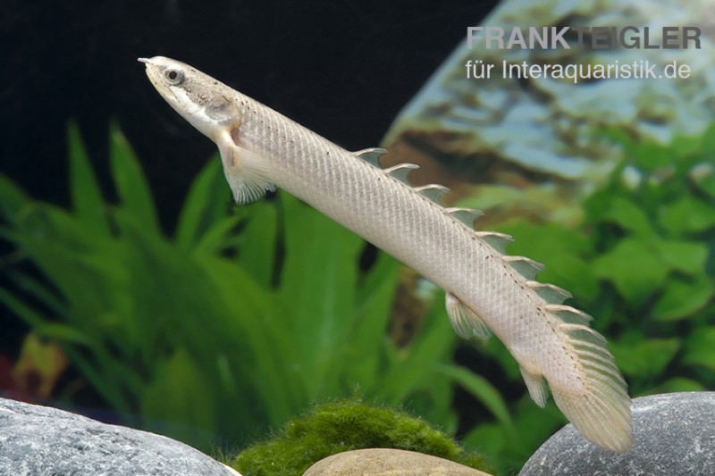 Senegal-Flösselhecht, Polypterus senegalensis