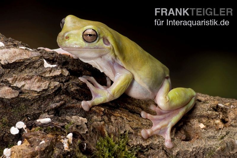 Korallenfinger-Laubfrosch, Litoria caerulea, klein