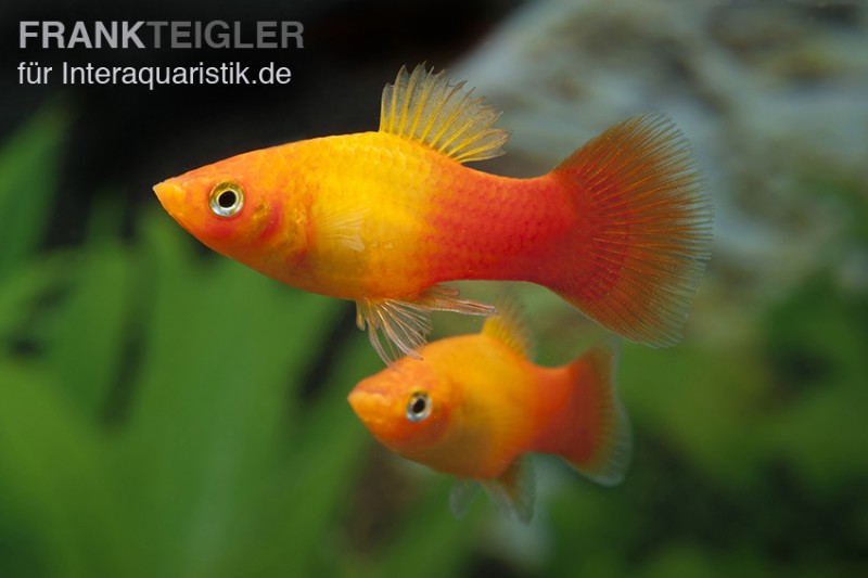 Platy Sunset, Xiphophorus maculatus